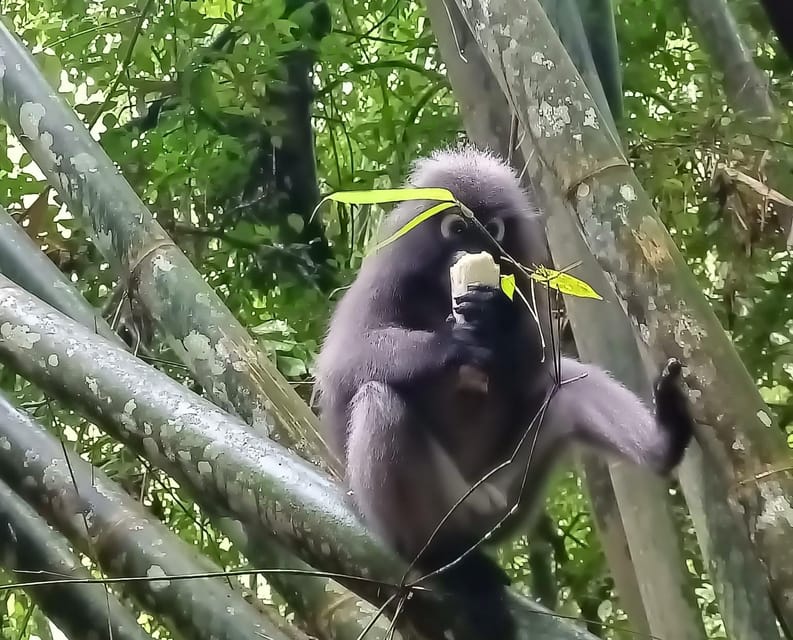 Khao Sok: Private Day Trekking, Jungle Dinner & Night Safari - Practical preparation for the jungle