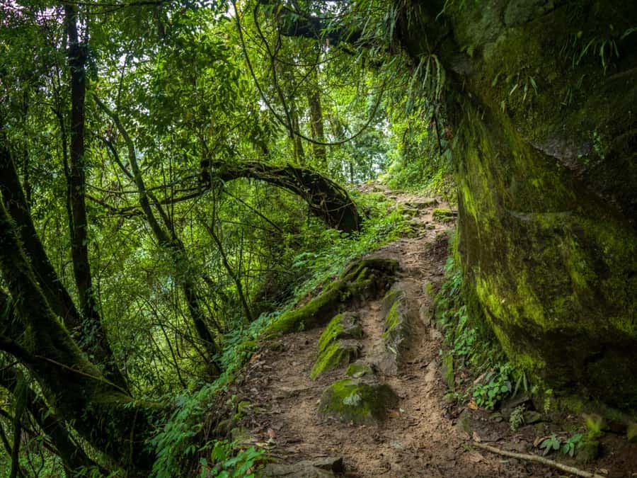 Khao Sok: Private Jungle Trek, Waterfall Swim & Bamboo Lunch - Lunch cooked inside bamboo