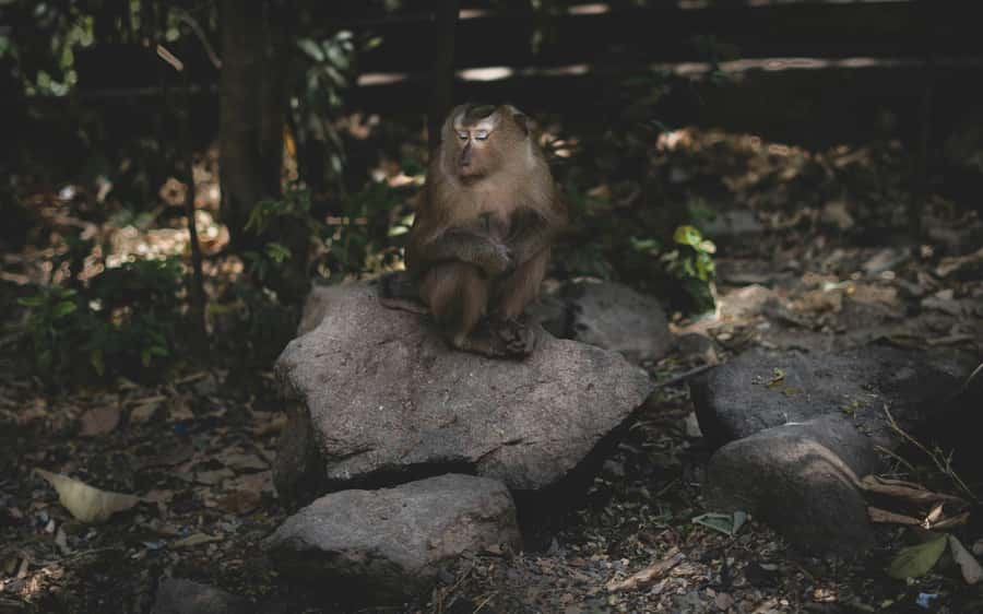 Khao Sok: Private Jungle Trek, Waterfall Swim & Bamboo Lunch - What the $96 price includes