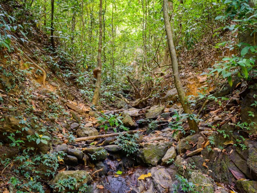 Khao Sok: Private Jungle Trek, Waterfall Swim & Bamboo Lunch - Who will enjoy this jungle outing