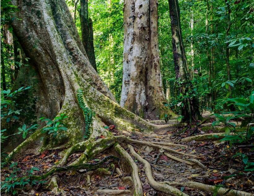 Khao Sok: Private Waterfalls and Wildlife Half-Day Trek - What the $48 price delivers