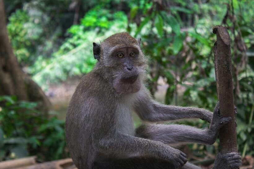 Khao Sok: Private Waterfalls and Wildlife Half-Day Trek - Why the guide matters on this trail