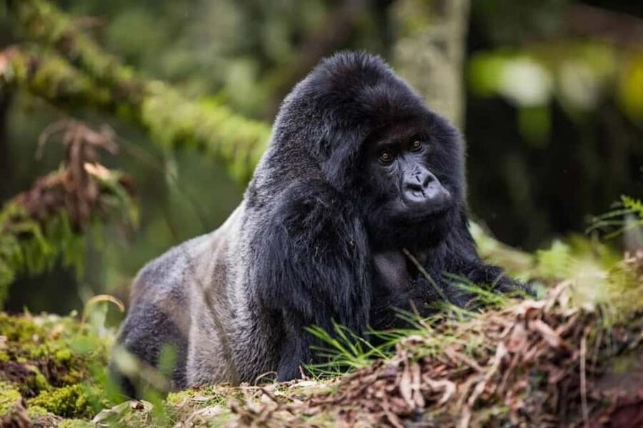 Kigali: Gorilla Trekking in Volcanoes National Park - Why the gorilla encounter matters