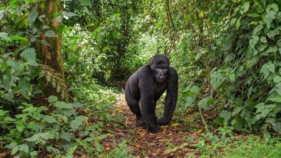 Kigali: Gorilla Trekking in Volcanoes National Park - Who should book this Kigali gorilla tour?