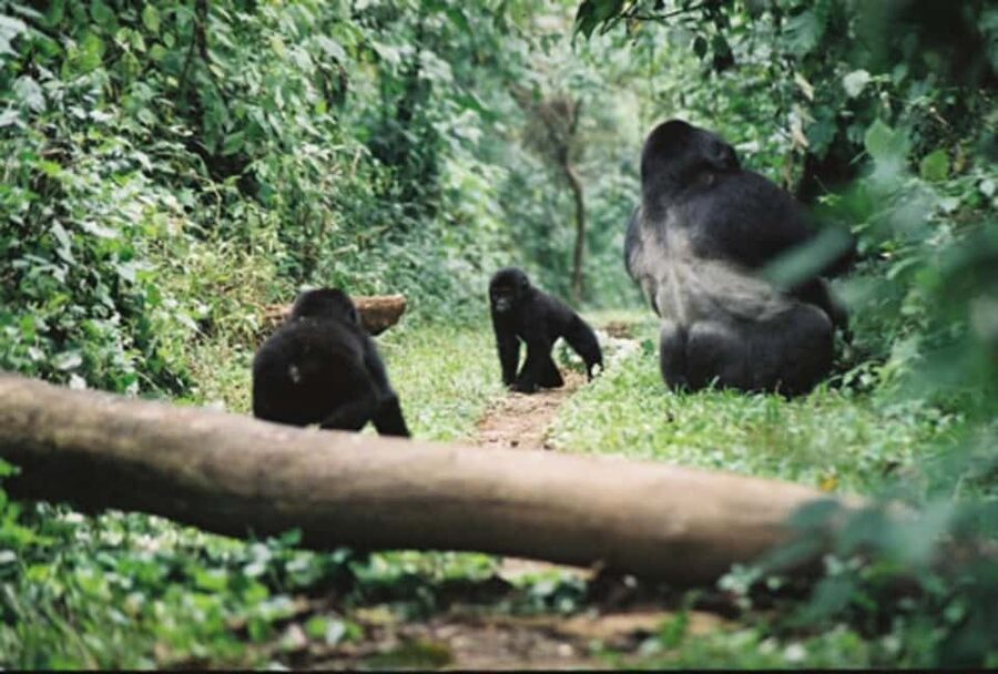 Kigali: Gorilla Trekking in Volcanoes National Park - The 4:30 a.m. departure from Kigali