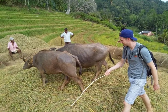 Knuckles Spice Trail Trek from Kandy - Tea estates and high mountain views