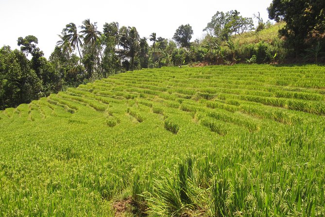 Knuckles Spice Trail Trek from Kandy - What the $101 price includes