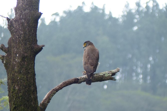 Knuckles Spice Trail Trek from Kandy - Pine, eucalyptus, and spice forest paths