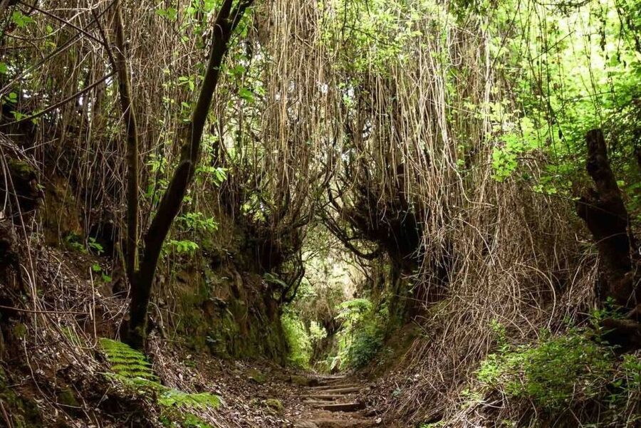 La Palma: Guided Trekking Tour To Cubo de la Galga - The pickup and ride toward Puntallana
