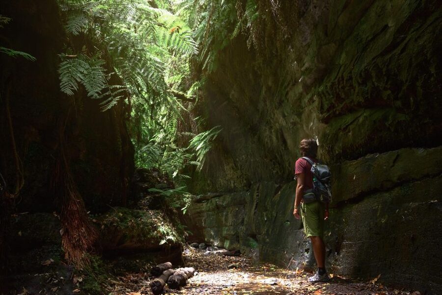 La Palma: Guided Trekking Tour To Cubo de la Galga - Climbing to Somada Alta