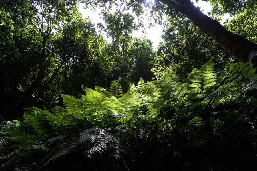 La Palma: Guided Trekking Tour To Cubo de la Galga - Who will enjoy this 11-kilometer walk