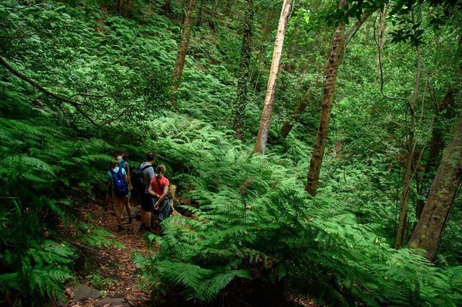 La Palma: Guided Trekking Tour To Cubo de la Galga - Walking beneath the laurel canopy