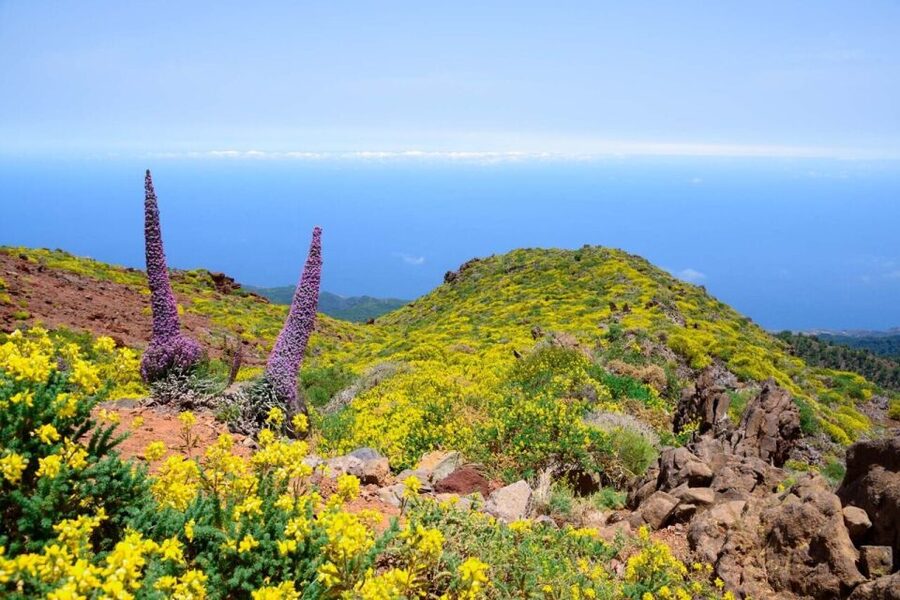 La Palma: Guided Trekking Tour to El Roque de los Muchachos - The coach ride up through La Palma’s curves