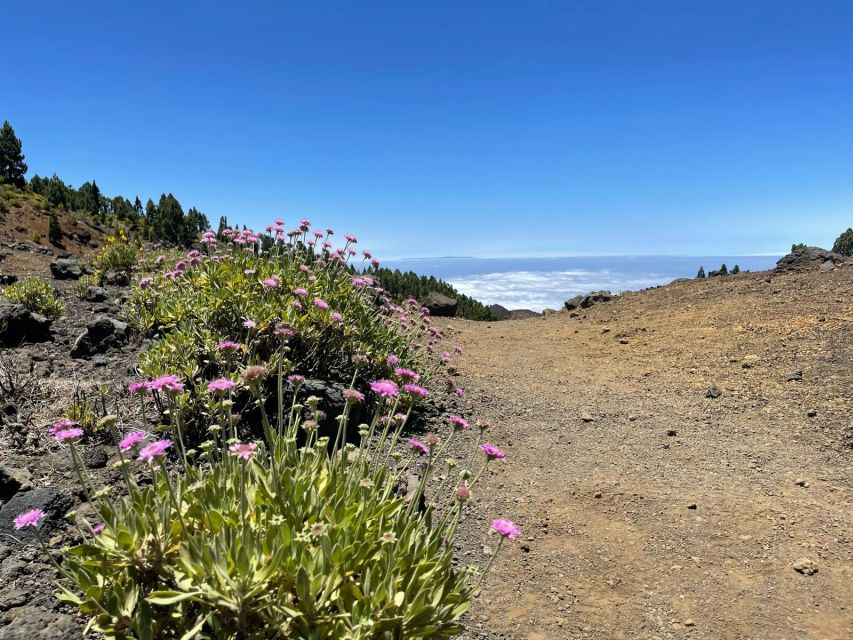 La Palma: Guided trekking tour to volcanoes south - What the $50 price really covers