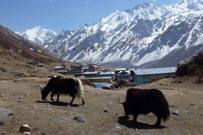 Langtang Valley Trek- 10 Days - Day 3: River valleys and the walk to Lama Hotel