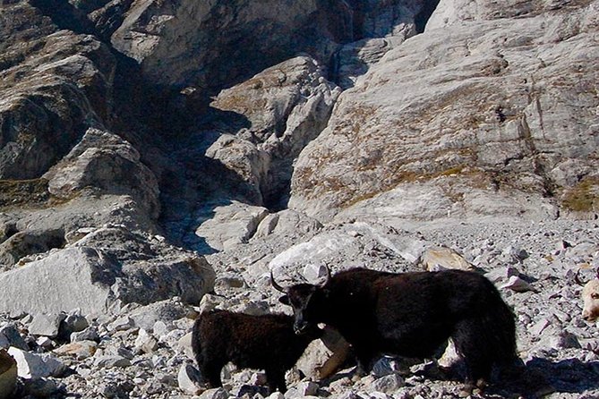 Langtang Valley Trek – 11 DAYS - Tsergo Ri is not an easy add-on