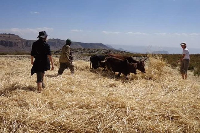Lasta Mountains: Highland Eco Trekking Tour in Lalibela - Wildlife Along the Highland Route