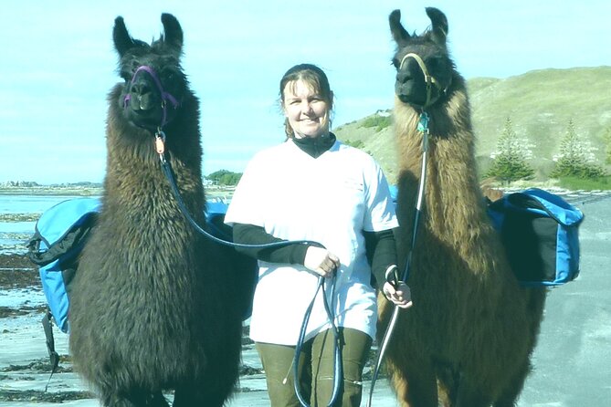Llama Trek (Half-day) - Kaikoura Bay, Beaches & Seal Colony - Meeting the Llamas at West End