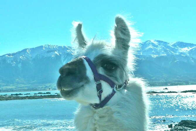Llama Trek (Half-day) - Kaikoura Bay, Beaches & Seal Colony - Walking Kaikōura Bay With a Llama
