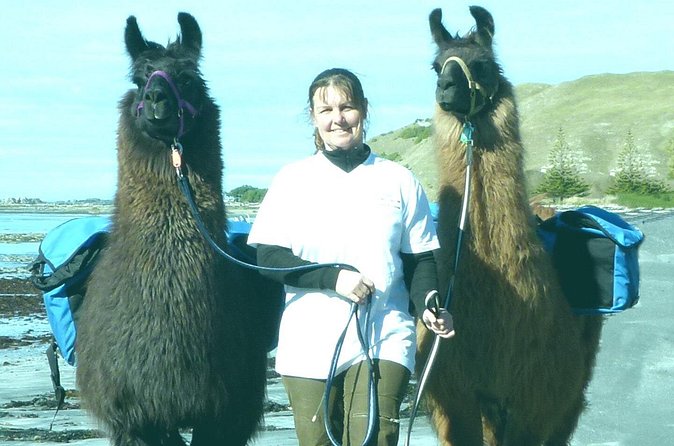 Llama Trek (Half-day) - Kaikoura Bay, Beaches & Seal Colony - Why the Llama Handling Matters