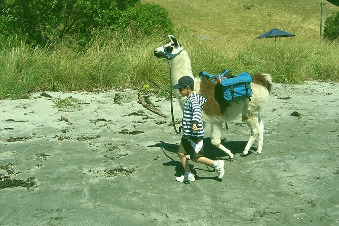 Llama Trek (Half-day) - Kaikoura Bay, Beaches & Seal Colony - Cake, Coffee, and the Value of the Price