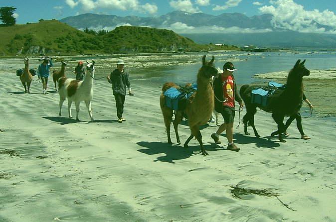 Llama Trek (Half-day) - Kaikoura Bay, Beaches & Seal Colony - Who Will Enjoy This Most