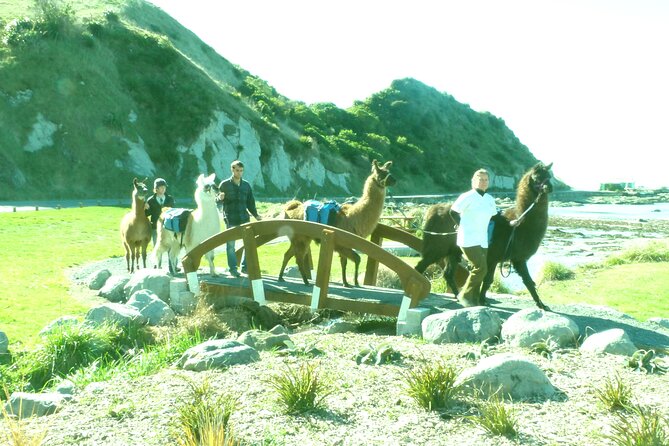 Llama Trek (Half-day) - Kaikoura Bay, Beaches & Seal Colony - Practical Tips for a Better Walk