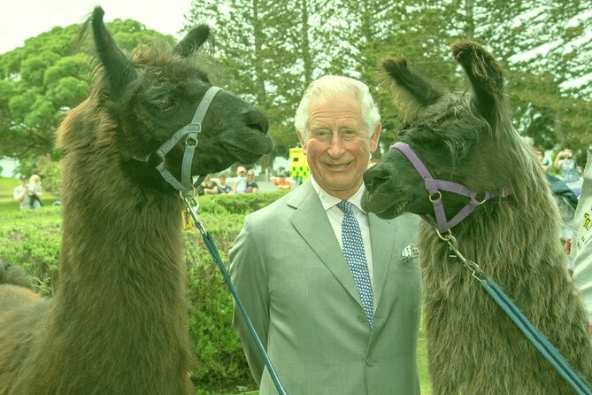 Llama Trek (Half-day) - Kaikoura Bay, Beaches & Seal Colony - Stories of Whaling, Earthquakes, and a Changing Coast