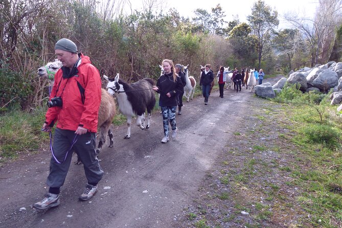 Llama Trek (Taster) - Kowhai River Valley and Native Woodland Tour - Meeting the llamas beside the Kowhai River