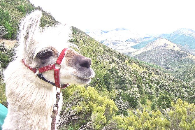 Llama Trek (Taster) - Kowhai River Valley and Native Woodland Tour - Practical details for your visit