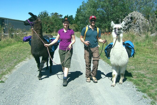 Llama Trek (Taster) - Kowhai River Valley and Native Woodland Tour - How this compares with a longer llama outing