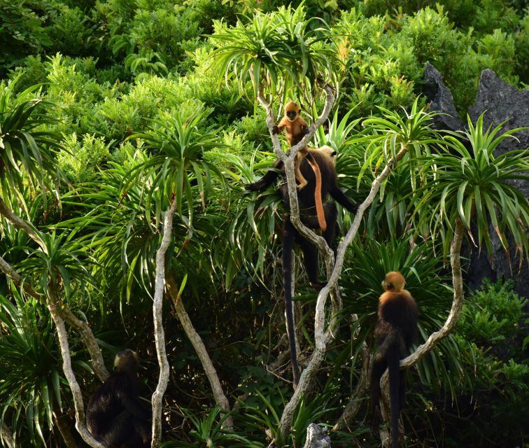 Long Trekking Catba national park, Lan ha bay full day trip - The 8:00 pickup from Cat Ba town