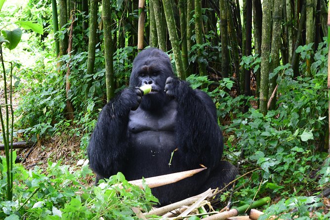 Lowland Gorilla trekking in Kahuzi-Biega National Park - Day one: Kigali to Cyangugu and across to Bukavu