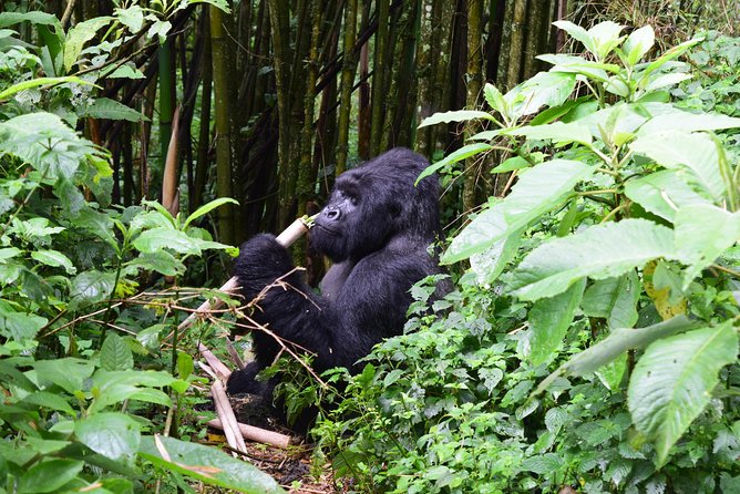 Lowland Gorilla trekking in Kahuzi-Biega National Park - How the $2,200 price works for you