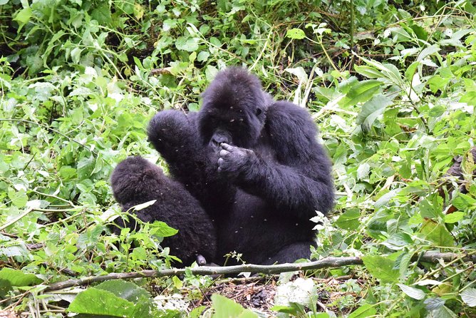 Lowland Gorilla trekking in Kahuzi-Biega National Park - Who will enjoy this Congo gorilla safari