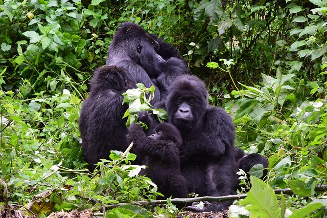 Lowland Gorilla trekking in Kahuzi-Biega National Park - Day two: Trekking for lowland gorillas