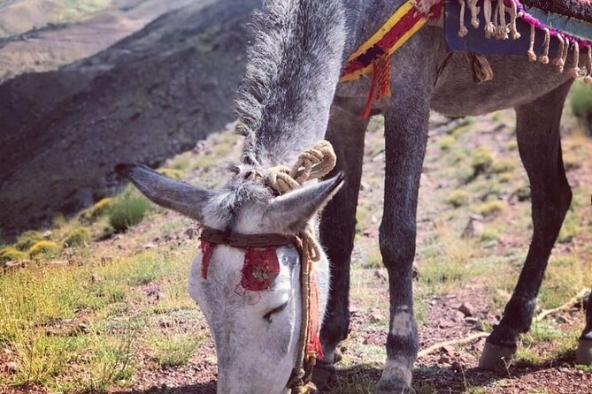 Marrakech: 2-Day Atlas Mountains Trek with Village Stay - Down through the juniper forest to Tizi Oussem