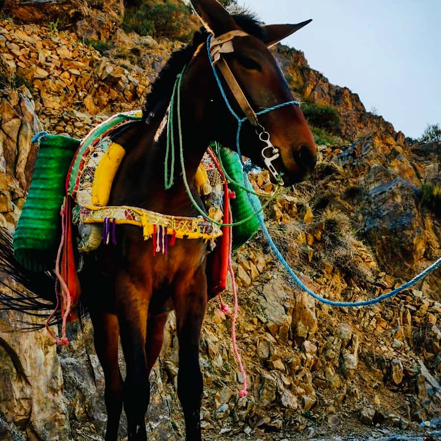 Marrakech: Guided 2-Day Trek to Imlil and Imnan Valleys - Is the $112 price good value?
