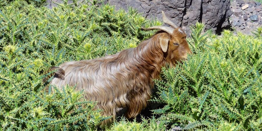 Marrakech: Mount Toubkal 2-Day trek from Marrakech - The early climb to Mount Toubkal’s summit