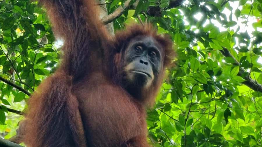 Medan: Bukit Lawang Orangutan Tour - Key points to know before booking