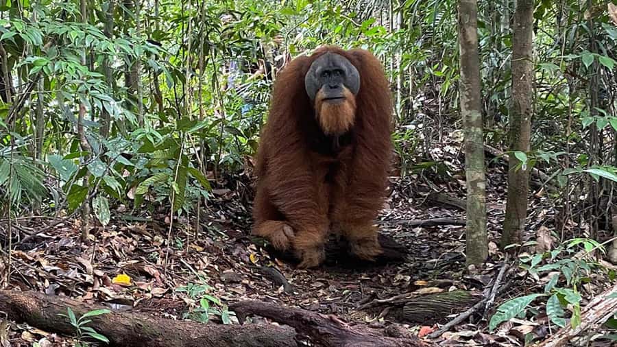 Medan: Bukit Lawang Orangutan Tour - Why Bukit Lawang makes a strong day trip from Medan