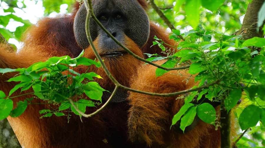 Medan: Bukit Lawang Orangutan Tour - Watching orangutans at the feeding platform