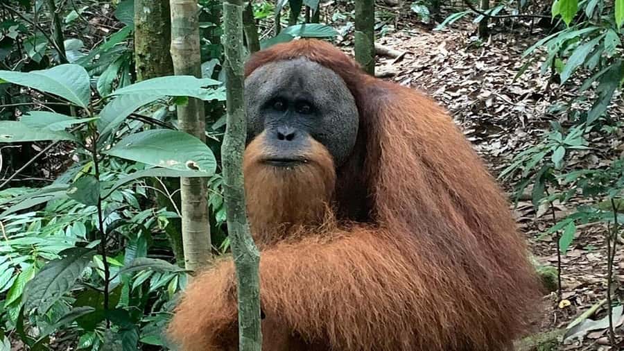 Medan: Bukit Lawang Orangutan Tour - Lunch at the ecolodge restaurant