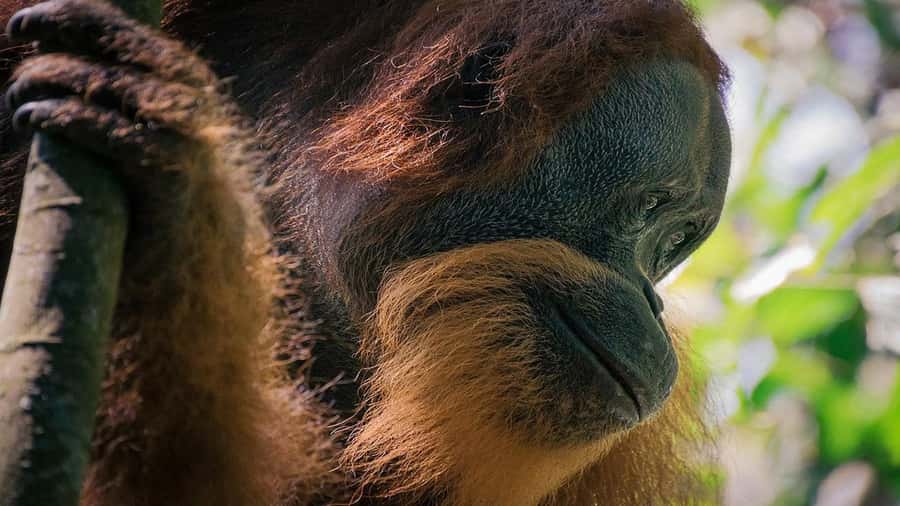 Medan: Bukit Lawang Orangutan Tour - Who will enjoy this day most