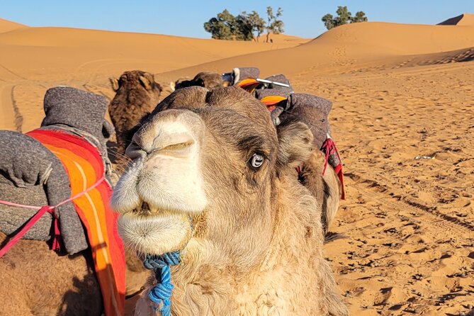 MERZOUGA DESERT TREK - 3 DAYS From Marrakech - Should you book the Merzouga Desert Trek?