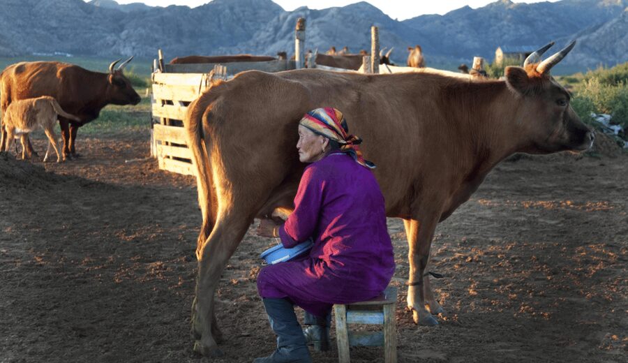 MONGOLIAN NOMADS: 2-Day Horse Trekking & Cow Milking Tour - Herding sheep and goats on horseback