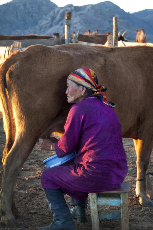 MONGOLIAN NOMADS: 2-Day Horse Trekking & Cow Milking Tour - Cow milking and the evening meal