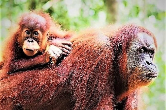 Monkey Business 2 days - 1 night Jungle Trekking (including rafting) - Starting from Bukit Lawang and entering Gunung Leuser