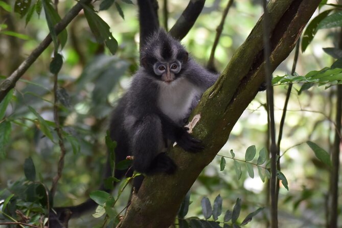 Monkey Business 3 days - 2 nights Jungle trekking (including rafting) - River swimming and rafting on the final day