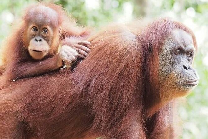 Monkey Business 3 days - 2 nights Jungle trekking (including rafting) - Who will enjoy this trip most